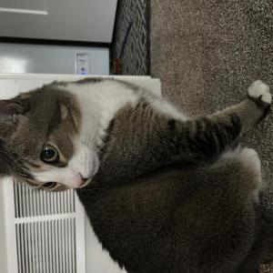 Lost Cat Sugar