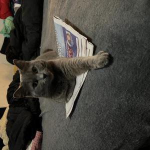 Lost Cat Duchess