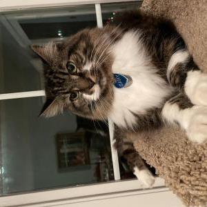 Lost Cat Gary