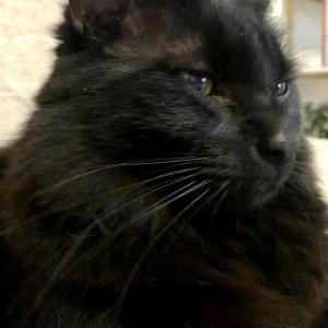 Lost Cat Taroh