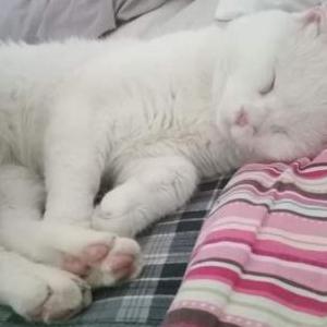 Lost Cat Odin