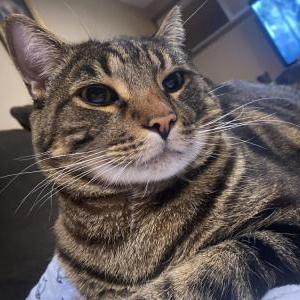Lost Cat Shadow