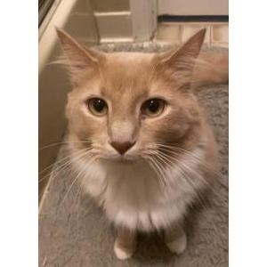 Lost Cat Simba