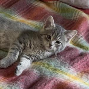 Lost Cat Claudette