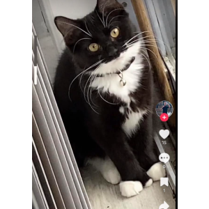 Lost Cat vader