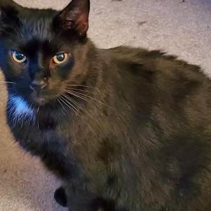 Lost Cat Vader
