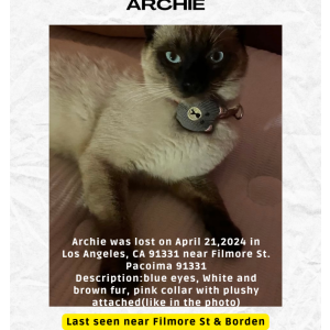 Lost Cat Archie