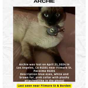 Image of Archie, Lost Cat