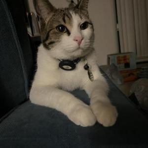Lost Cat Milo Gyan