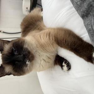 Lost Cat Chloe