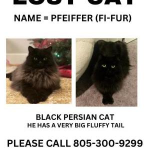 Lost Cat Pfeiffer