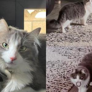 Image of Stormie, Lost Cat