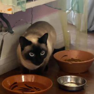Lost 2 Our Lady J, siamese (CA)