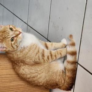 Found Cat Unknown