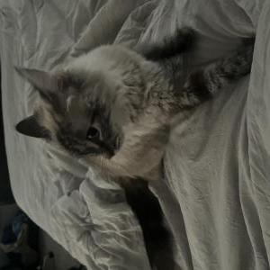 Lost Cat Esme