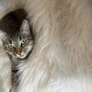 Image of Vienna, Lost Cat