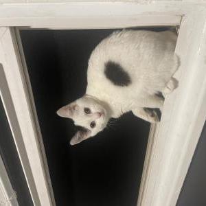 Lost Cat Po