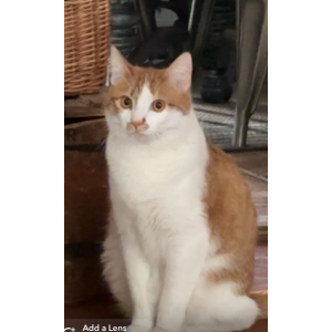 Lost Cat Habibi