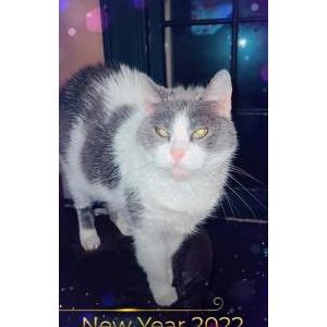 Lost Cat Kloe
