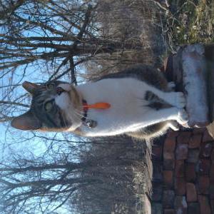 Lost Cat Scooby