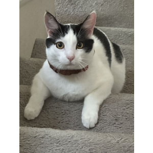 Image of oreo, Lost Cat