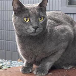Lost Cat Jasper