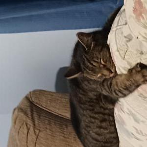 Lost Cat Tater