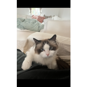 Lost Cat Peach