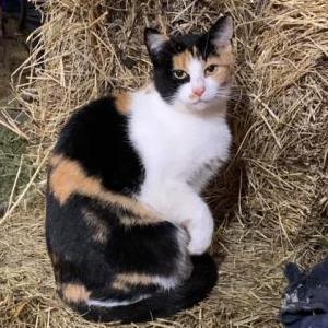 Lost Cat Kali