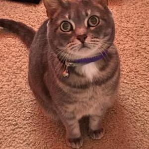 Lost Cat Mitzi