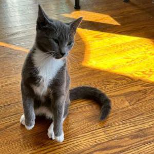 Lost Cat Leo