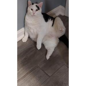 Lost Cat Moo Moo