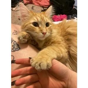 Lost Cat cheeto