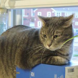 Lost Cat Fred