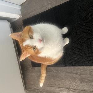 Lost Cat Buddy