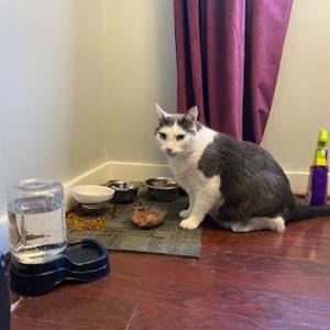 Lost Cat Fred