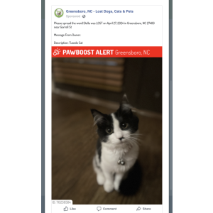 Lost Cat Bella