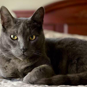 Lost Cat Lucas