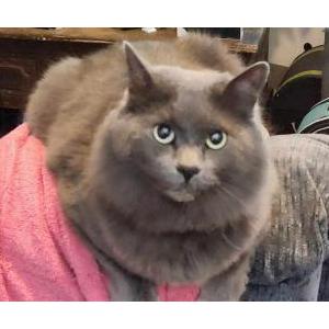 Lost Cat Rasputin