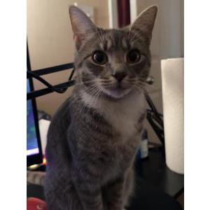 Image of Tina, Lost Cat