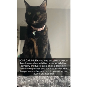 Image of Miley, Lost Cat