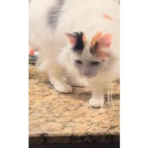 Lost Cat Schmores