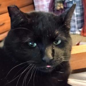 Lost Cat Kitty