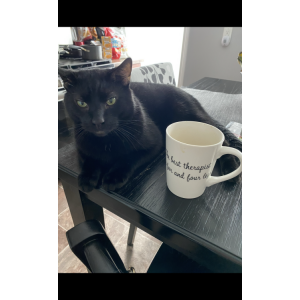 Lost Cat Panther