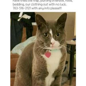 Lost Cat Toby