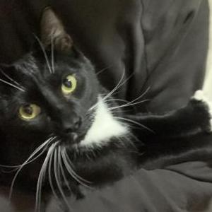 Lost Cat Thunder