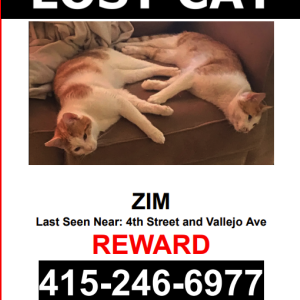 Image of Zim, Lost Cat
