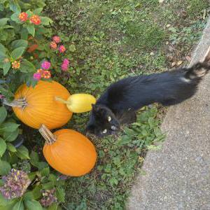 Lost Cat Boo