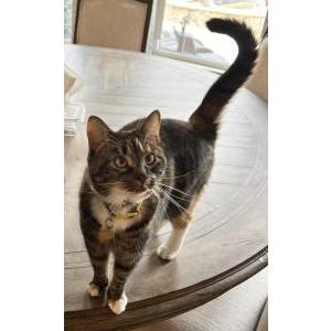 Lost Cat Tigra