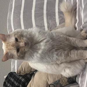 Lost Cat Mozart